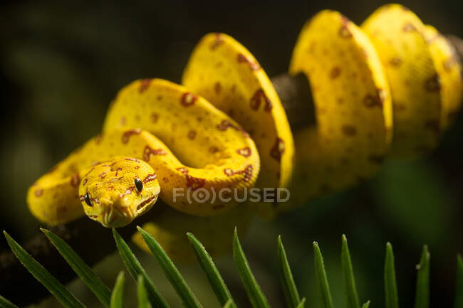 Albero verde giovanile Python, Morelia viridis, giallo brillante con marcature marroni — Foto stock
