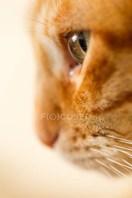 Perfil de cerca de ginger tabby cat. - foto de stock