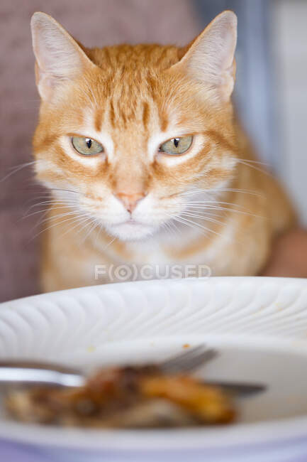 Primer plano de jengibre gato tabby mirando a la izquierda sobre la comida en un plato. - foto de stock