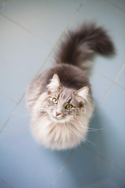 Vista de ángulo alto del gato gris esponjoso, sobre fondo azul. - foto de stock