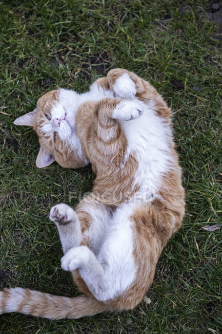 Gengibre e gato branco tabby deitado de costas em um gramado. — Fotografia de Stock