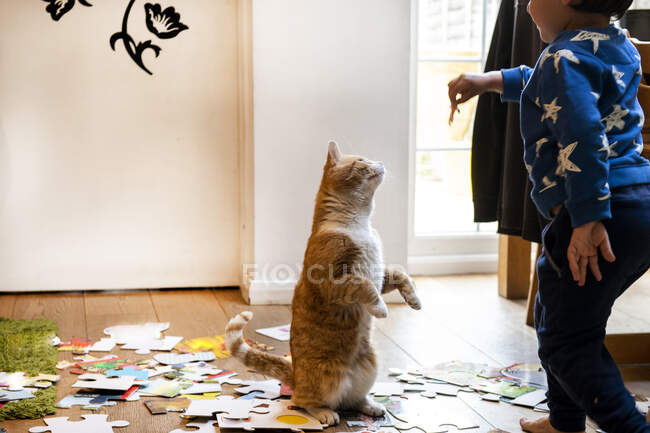 Niño pequeño jugando adentro con jengibre tabby gato. - foto de stock