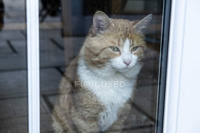 Ginger tabby cat sitting at glass door, looking out. — Stock Photo