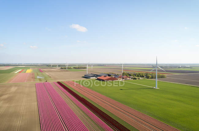 View of bulb fields, north Netherlands landscape with wind mills turbines — Stock Photo