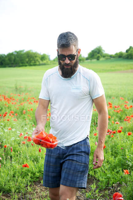 Uomo barbuto che indossa occhiali da sole raccogliendo papaveri rossi in un prato — Foto stock