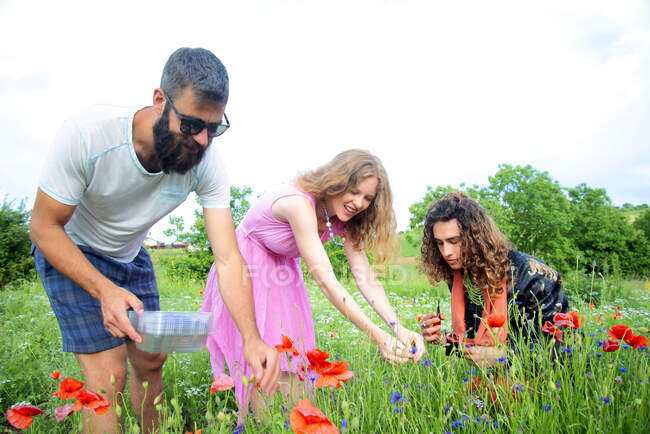 Two men and a woman picking red poppies in a meadow with green grass — Stock Photo
