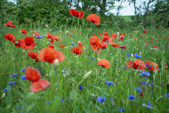 Close up of red poppies growing in long grass — Stock Photo