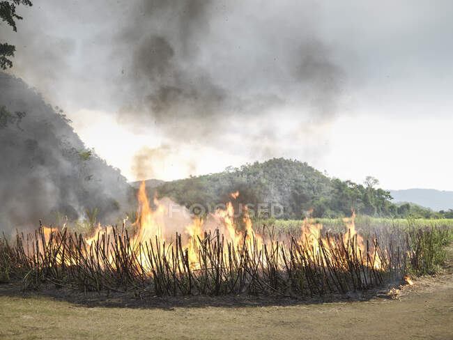 Bruciare canna da zucchero prima del raccolto nella piantagione di canna da zucchero, Giamaica. — Foto stock