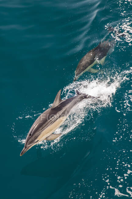 Vista ad alto angolo di due delfini tursiopi che nuotano vicino alla superficie nell'Oceano Atlantico. — Foto stock