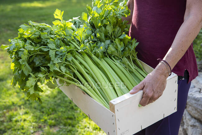 Close up of woman carrying wooden crate with freshly picked celery. — Stock Photo