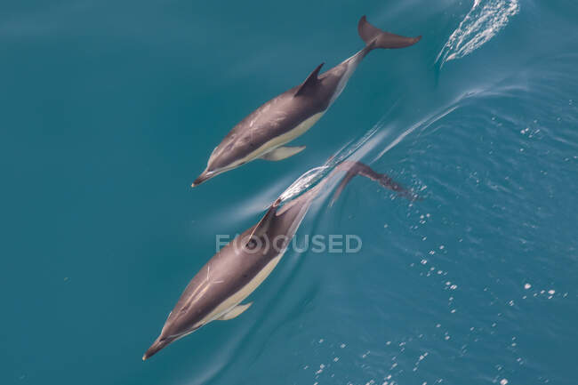 Vista de ángulo alto de dos delfines nariz de botella, tursiops truncatus, nadando cerca de la superficie - foto de stock