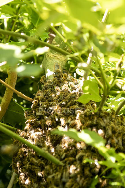 Close up de enxame de abelhas em uma árvore. — Fotografia de Stock