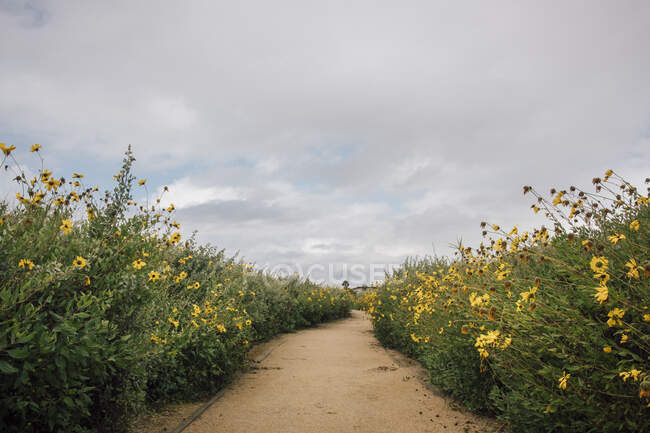 Bush Sunflower, Encelia californica, creciendo a lo largo de un camino cerca de Santa Barbara, California, EE.UU.. - foto de stock