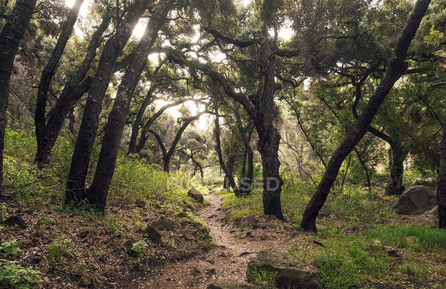 Vue le long d'un sentier étroit dans une forêt. — Photo de stock