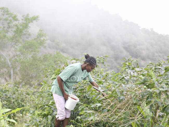 Mulher pegando bagas de café na fazenda de café nas Montanhas Azuis, Jamaica. — Fotografia de Stock