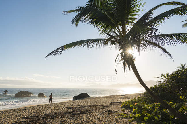 Playa los Angeles im Morgengrauen, Strand mit einer schiefen Palme und Felsen im Meer. — Stockfoto