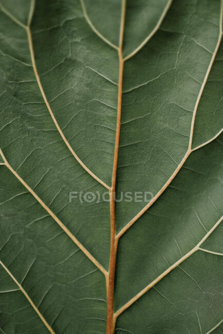 Avvicinamento delle vene in una foglia verde. — Foto stock