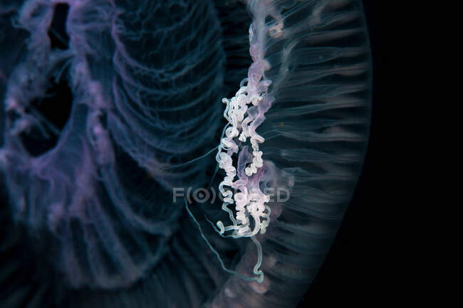 Gros plan sur les méduses sous-marines — Photo de stock