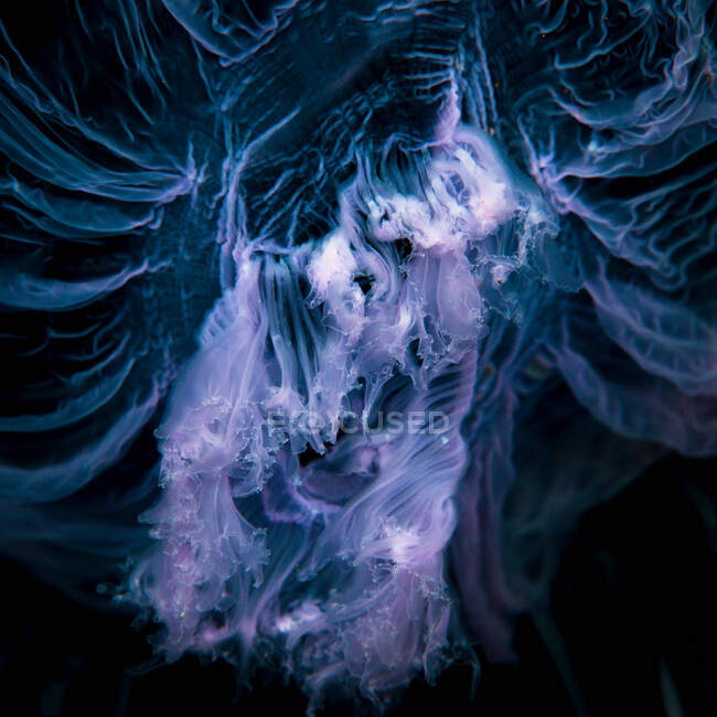 Крупним планом медузи під водою — стокове фото
