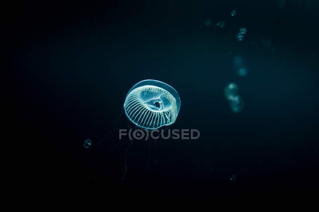 Una medusa nadando bajo el agua - foto de stock