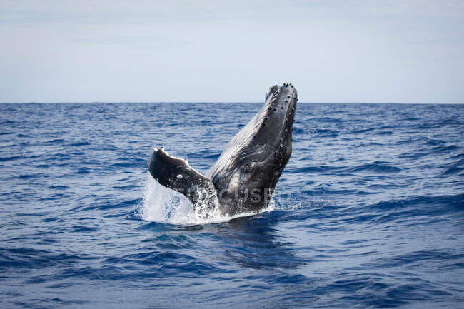 Горбатый кит прыгает в воду — стоковое фото