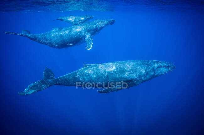 Humpback whales swimming underwater — Stock Photo
