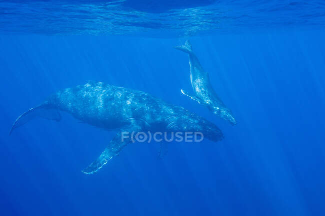 Buckelwale schwimmen unter Wasser — Stockfoto