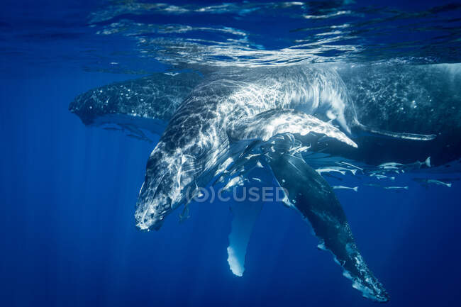 Горбаті кити плавають під водою — стокове фото