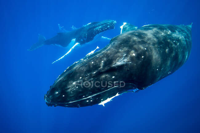 Ballenas jorobadas nadando bajo el agua - foto de stock