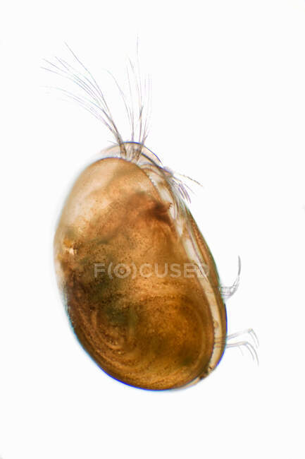 Microscopic view of ostracod — Stock Photo