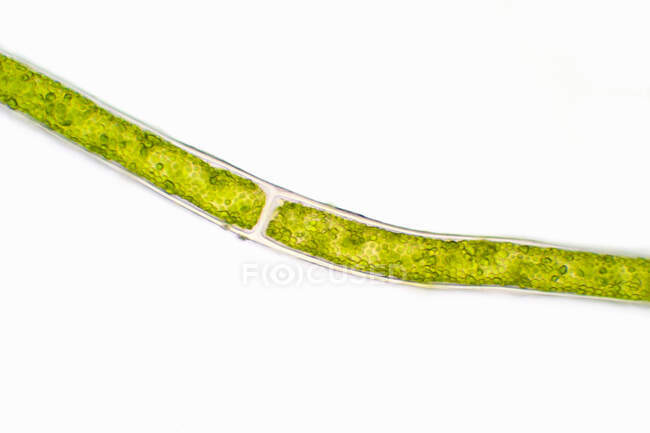 Мікроскопічний вигляд зелених водоростей — стокове фото