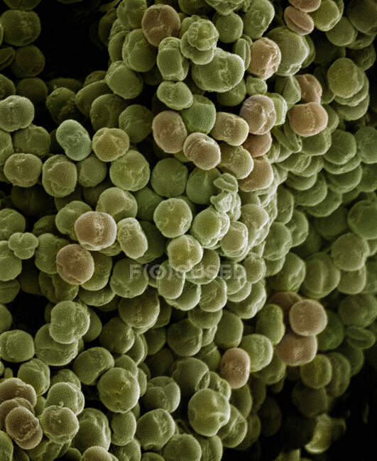 Vista microscópica de granos de polen - foto de stock