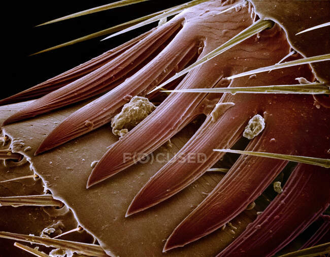 Mikroskopischer Blick auf Stacheln auf Floh — Stockfoto