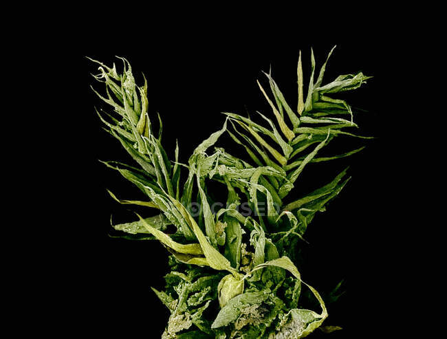 Microscopic view of caulidia of moss — Stock Photo