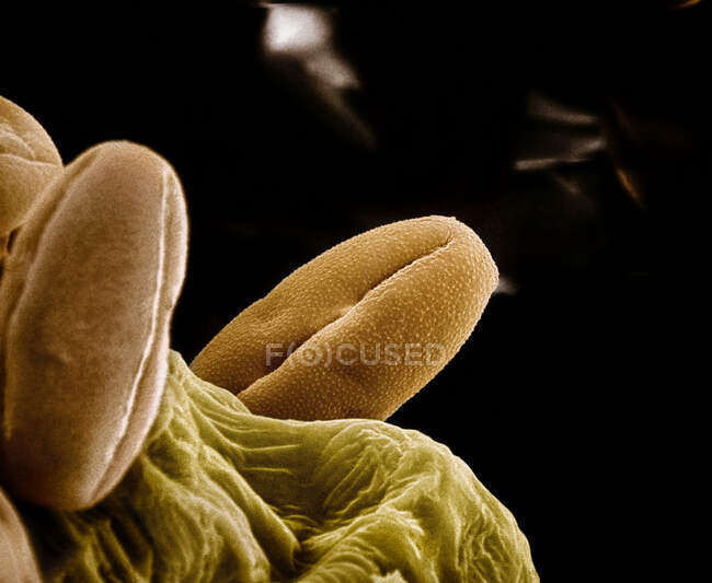 Microscopic view of chili pepper pollen — Stock Photo