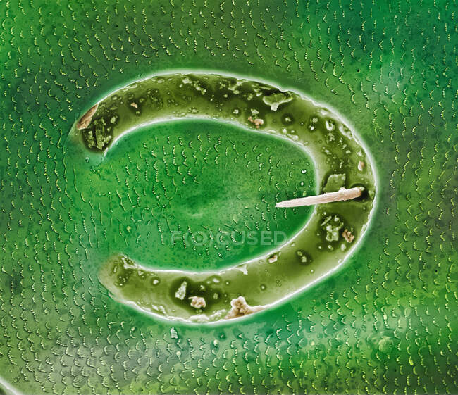 Visão microscópica do cabelo no besouro — Fotografia de Stock