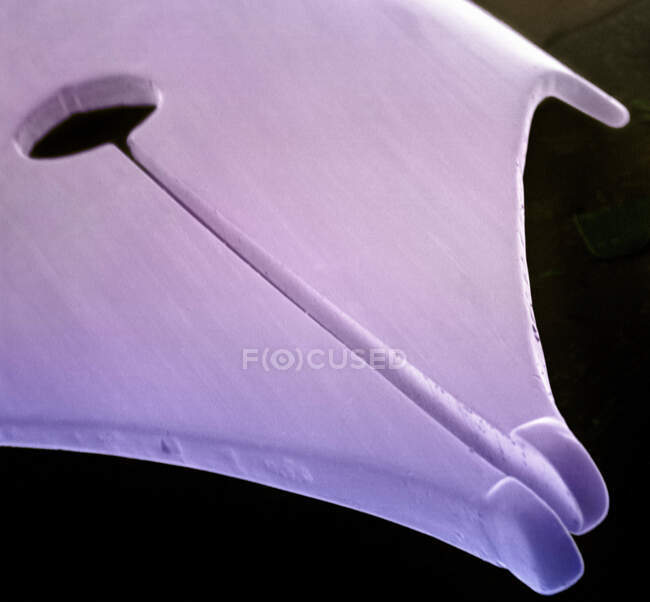 Vista microscópica de plumín de pluma - foto de stock