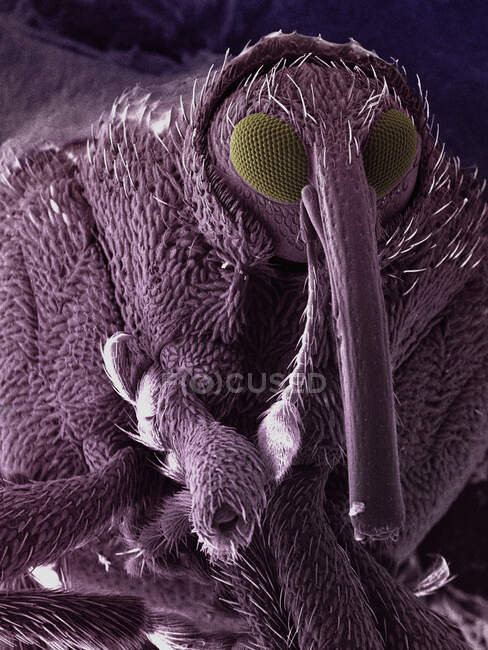 SEM image of snout beetle — Stock Photo