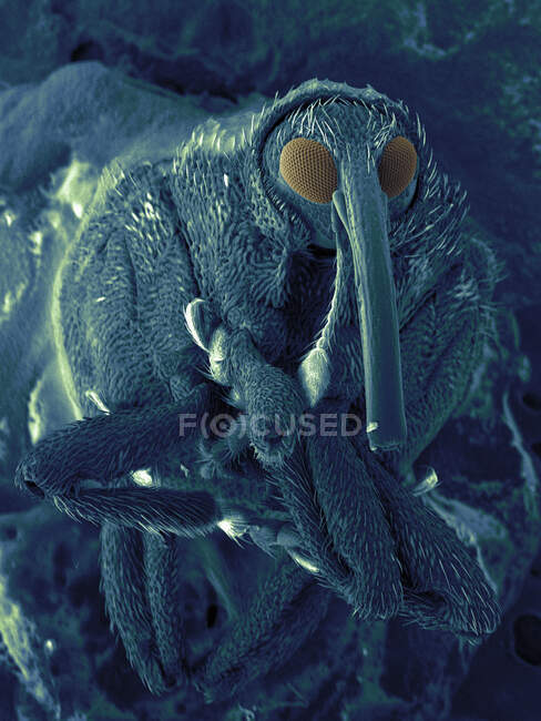 Image SEM du coléoptère museau — Photo de stock
