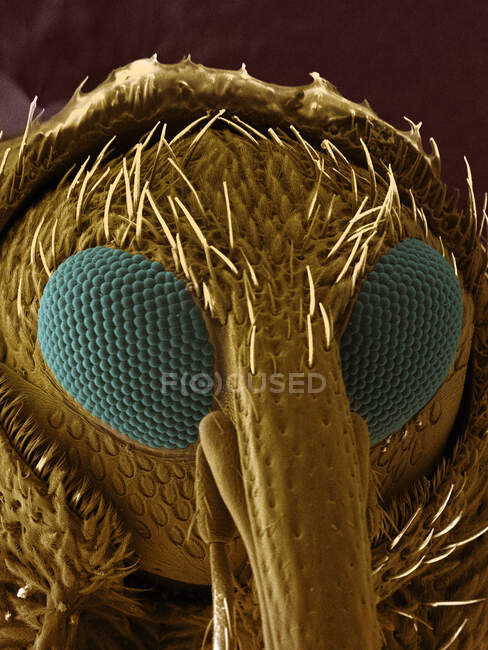 SEM imagem do besouro do focinho — Fotografia de Stock