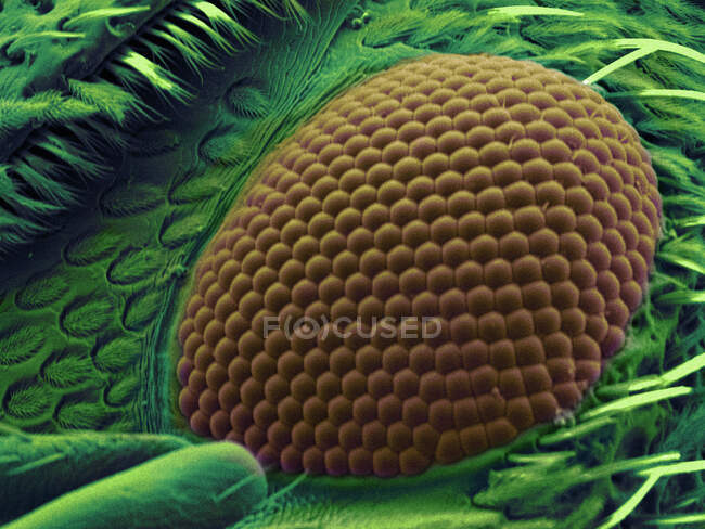 СЭМ изображение глаз жука-морды — стоковое фото