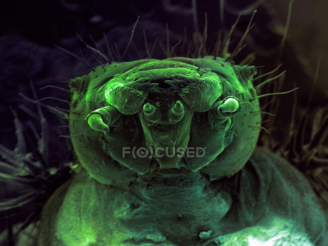 СЭМ-изображение личинок — стоковое фото