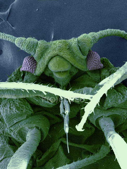 SEM image of aphid — Stock Photo