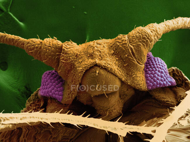 SEM image of aphid — Stock Photo