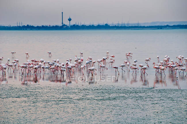 Фламинго, стоящие на городском пляже — стоковое фото