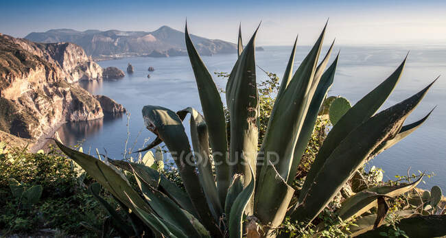 Растение на скалистой скале с видом на океан — стоковое фото