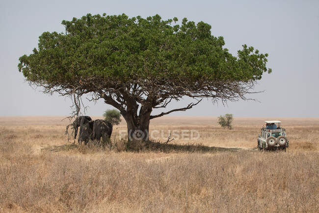 Слоны стоят в тени дерева — стоковое фото