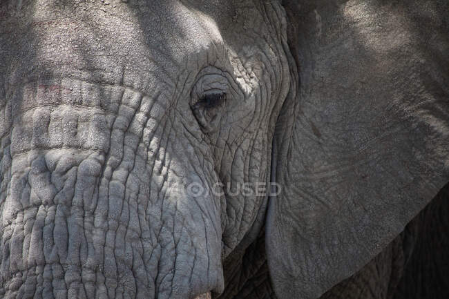 Close up of elephant wrinkly face — Stock Photo