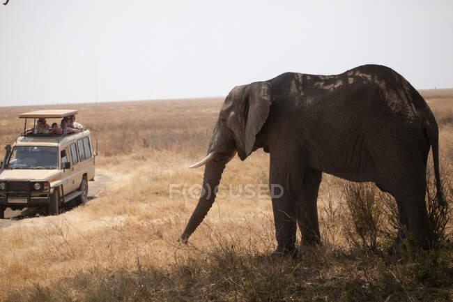 Pessoas no jipe admirando elefante — Fotografia de Stock