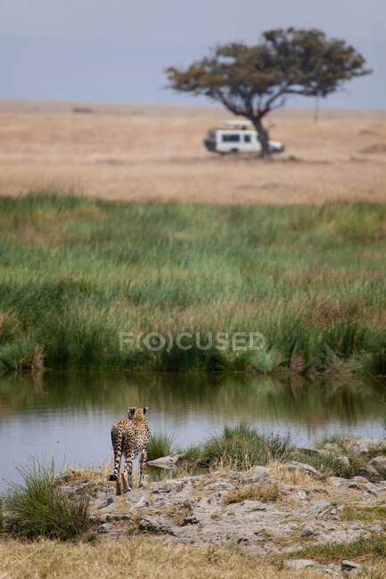 Cheetah de pé pelo buraco de rega — Fotografia de Stock